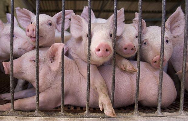 436D1230663847-Axaye-Montakhabe-Rouz-Pigs-Cage_1211098I Pig Farm Near Buenos Aires, Argentina