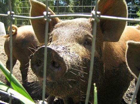pig farm-jj-001 Canadian Pigs