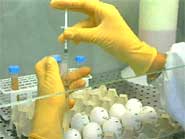 Egg-Based Vaccine Production