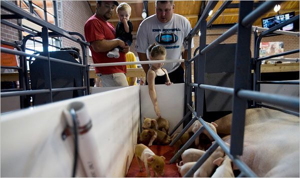 22fair600 Keeping pigs and people apart is safer for BOTH!