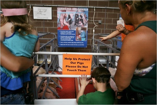 29618056 Learning about the new swine flu at the piggery at the fair