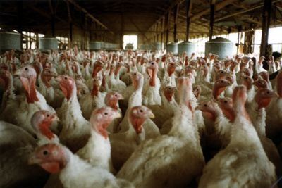 Pandemic H1N1 Virus Is Present In Turkeys In 2 Farms Near The Seaport Of Valparaiso,  Chile
