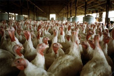 729ea94d0c065fed86b83e5587f4a4f4-grande Pandemic H1N1 virus is present in turkeys in 2 farms near the seaport of Valparaiso, Chile