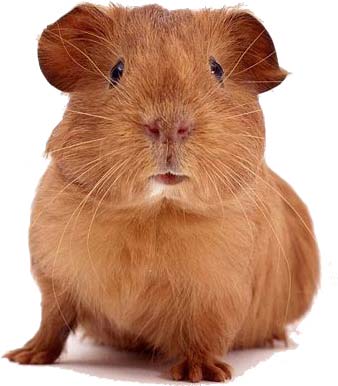 Guinea-Pig2 The Guinea Pig Study Suggested That Contact Was The Culprit!