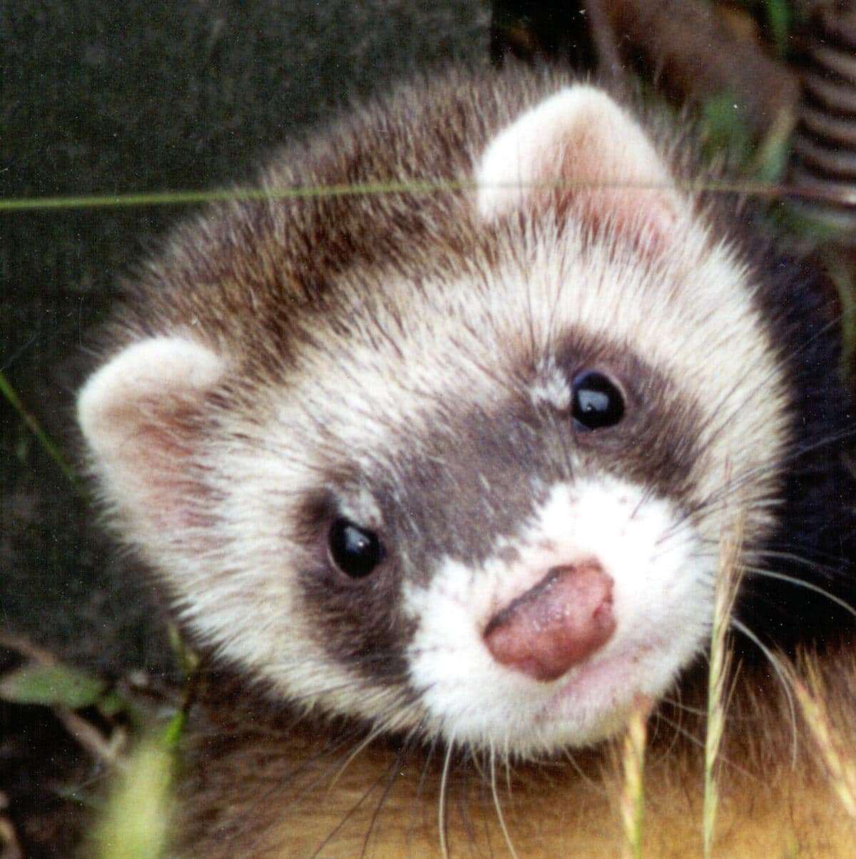 Ferret No Evidence Of Reassortment Between The 2009 H1N1 And Seasonal Influenza Strains Found In Ferret Study