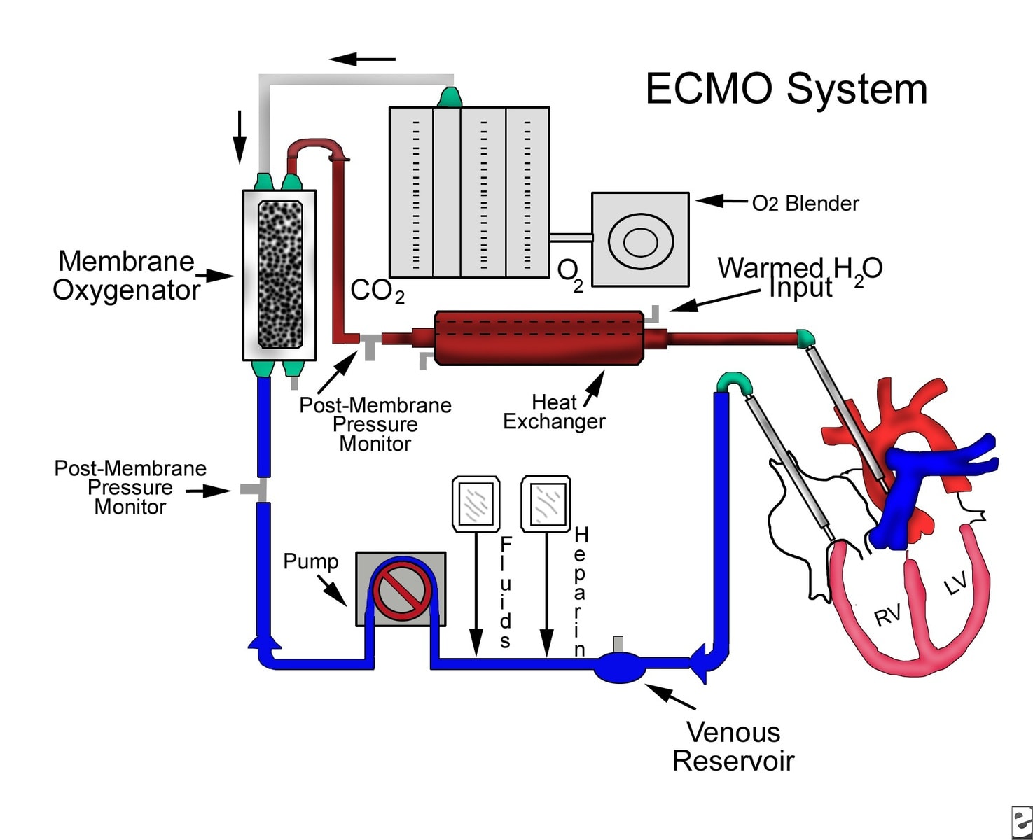 902594-904996-1653 What is extracorporeal membrane oxygenation (ECMO)? ECMO is a special procedure that uses an artificial heart-lung machine to take over the work of the lungs (and sometimes also the heart). ECMO is used most often in newborns and young children, but it also can be used as a last resort for adults whose heart or lungs are failing.