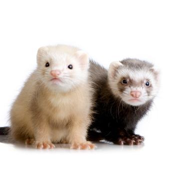 Two Ferrets Kits (10 Weeks) Ferrets Are Apparently Sensitive Toward Respiratory Illness, Have Been Used In Labs To See How The Flu Will Affect People, He Said. But This May Be The First Case Anywhere Of A Ferret Catching The Flu From Its Owner, Without The Help Of Lab Technicians, He Said. You Will Be Happy To Know The Ferret Is Recovering.