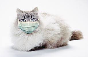 cat_swine_flu_1104 cat_swine_flu_1104