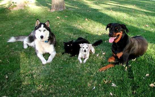 Dogscat2 Dogscat2