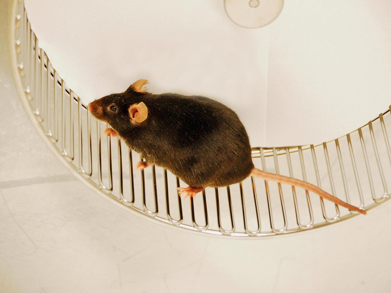 jogging mice jogging mice