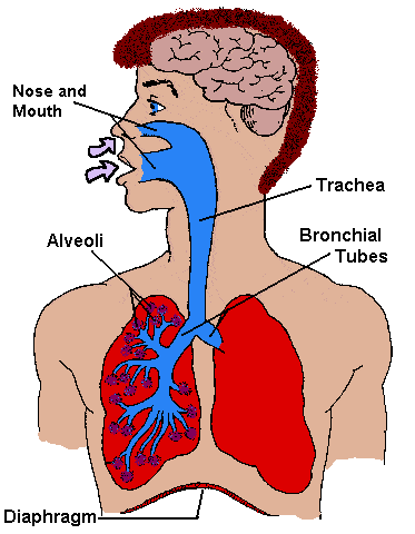 Lungs5C