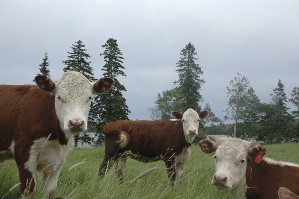 Cows Pasture 1