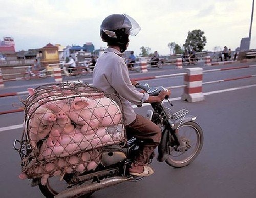 China Pigs Scooter