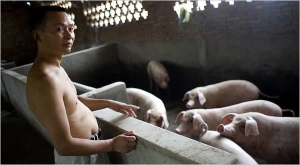 Small Pig Farmer China