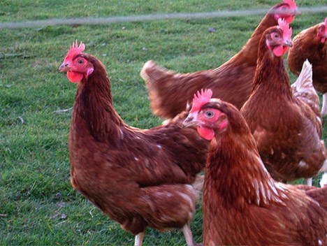 Electricity Converted From Chicken Manure Powers Beijing
