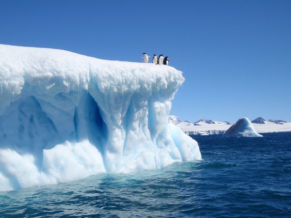 Devil-Island-Iceberg-Weddell-Sea-Adelie-Penguins-Antarctica_34421_600X450