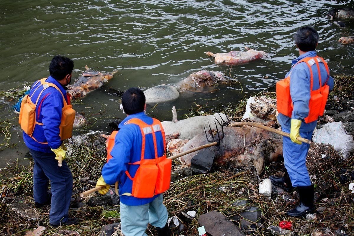 However I Am Still Thinking Of The Thousands Of Dead Pigs Floating In The Jiapingtang, A Tributary Of The Huangpu River Which Supplies Drinking Water To Shanghai.  What Killed Them? Apparently 34 Pig Carcasses Were Tested And Were Negative For H7N9.  I Am Still Not Convinced.