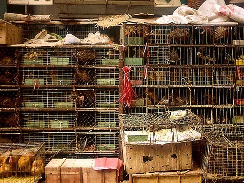 The Chinese News Media Outlet, Xinhua Reported Today That China Confirmed Five New Cases Of Human H7N9 Avian Influenza, Including One In Shanghai, One In Jiangsu, Two In Zhejiang And One In Henan. The National Health And Family Planning Commission (Nhfpc) Reported A Total Of 87 Cases, 17 Deaths And 1300 Close Contacts Are Being Monitored.