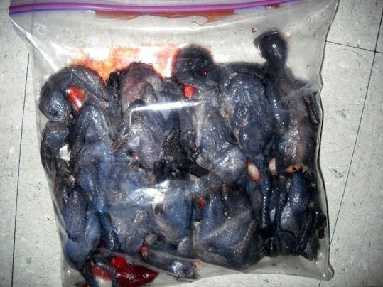 20 Defeathered Chinese Silkies (A Little Disgusting I Might Add!)
