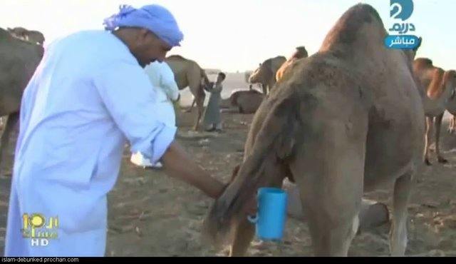 Camel Urine Collection